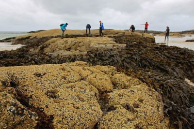 帽贝收藏家，Ardnamurchan，苏格兰，英国