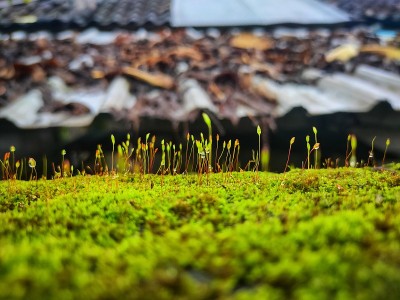 苔藓孢子体