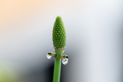 木贼草(木贼草，马尾草，蛇草)是木贼科唯一现存的用于实验室教学的属。