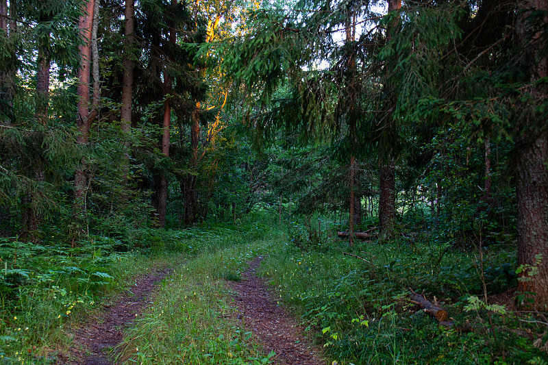 Dirt road in the forest.