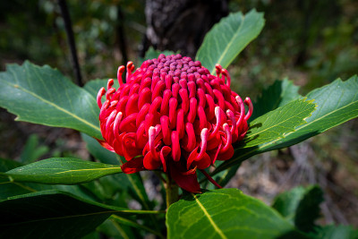 澳大利亚新南威尔士州的Waratah Flower