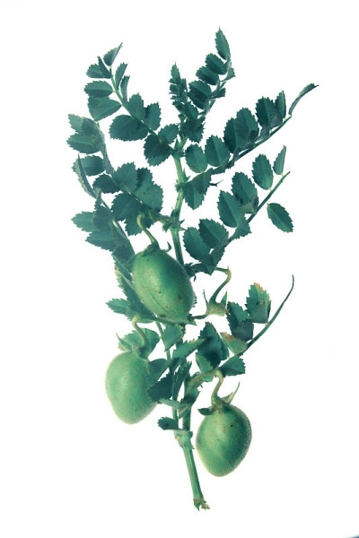 植物与黄豆
