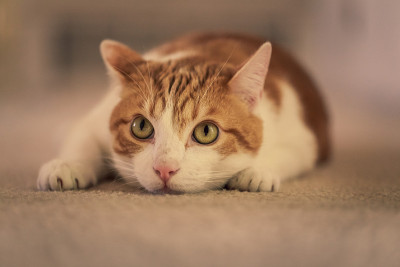 猫准备猛扑