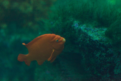 橙色加里波第鱼，Hypsypops rubicundus