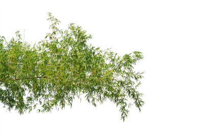竹树枝孤立在白色背景上