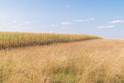 德国夏天干燥的玉米地和草地