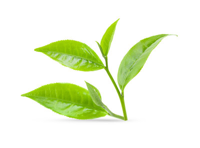茶叶孤立在白色上