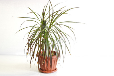 龙血树属植物。室内盆栽植物，背景较亮。