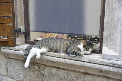 一只大公猫睡在珠宝店的橱窗上
