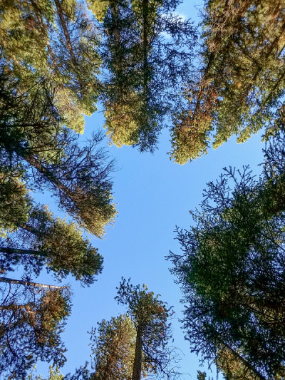 通过树的天空