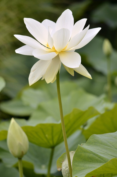 神圣的莲花