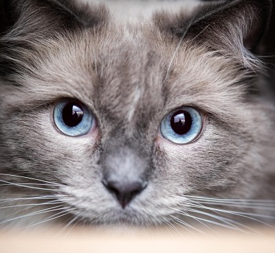 布偶猫的猫
