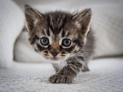 可爱的小猫咪