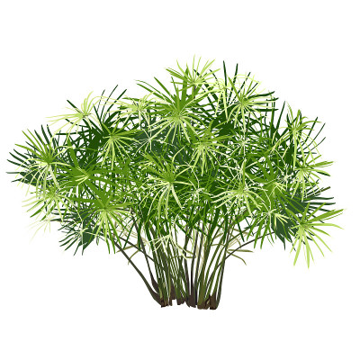 彩色的纸莎草丛