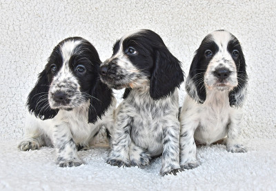 三只英国可卡犬幼犬