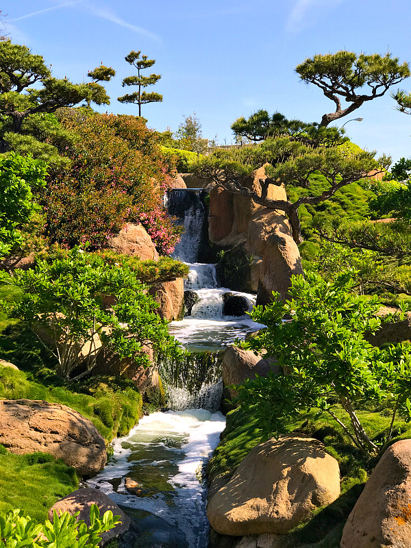 美丽的花和树在日本花园