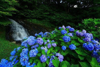 绣球花