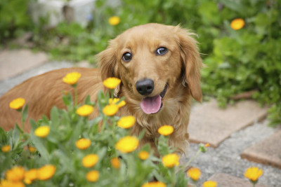 迷你腊肠犬