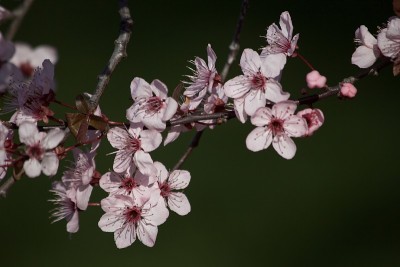 梅花特写