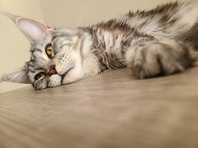 太热了，动不了