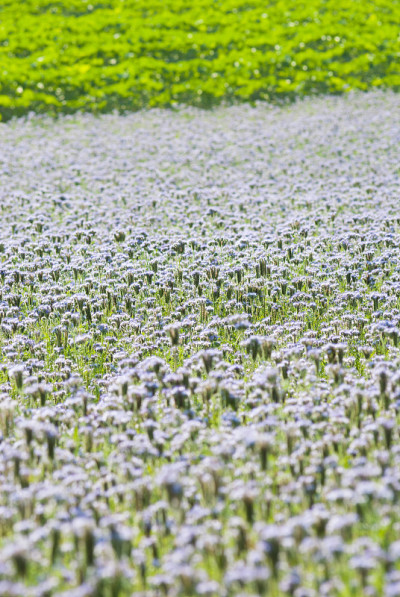 艾菊