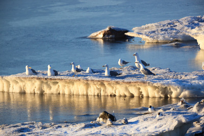 金 (Larus sp.)