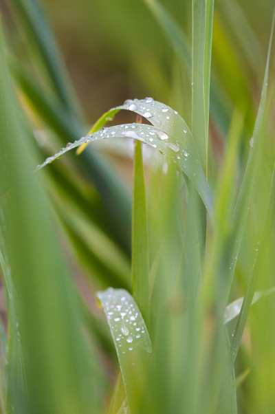 雨天的绿草叶