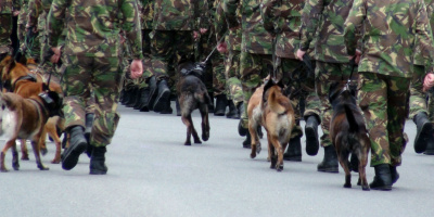 军官们带着警犬行进的场景