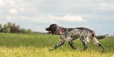 骄傲的年轻骄傲的英语施普林格猎犬在草地上