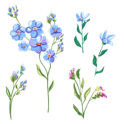 一套蓝色花和花蕾，勿忘我，粗花呢，茎和叶在白色背景，数字绘制，装饰插图，矢量，EPS 8
