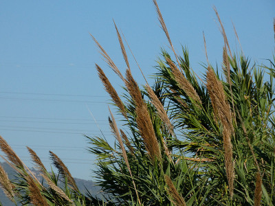 Llobregat河