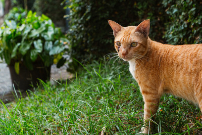 花园里的猫