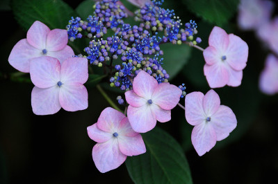 绣球花