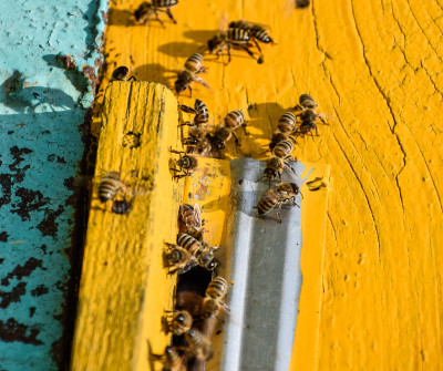 蜜蜂飞到蜂房的入口。蜂巢的托盘。洞口是蜂房的入口。