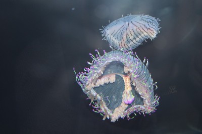 水母