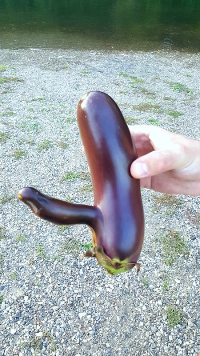 有趣的茄子形状特写