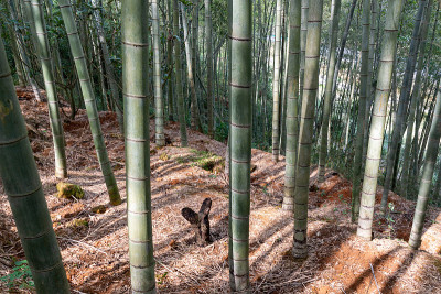 直竹林青竹林