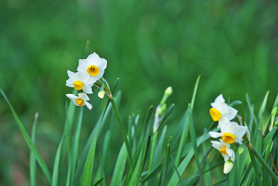 水仙花