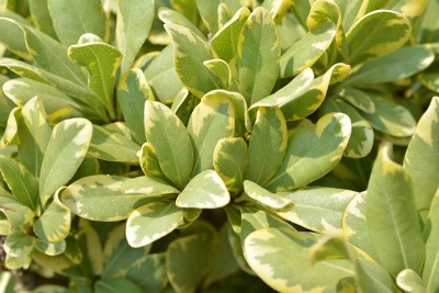 Pittosporum tobira