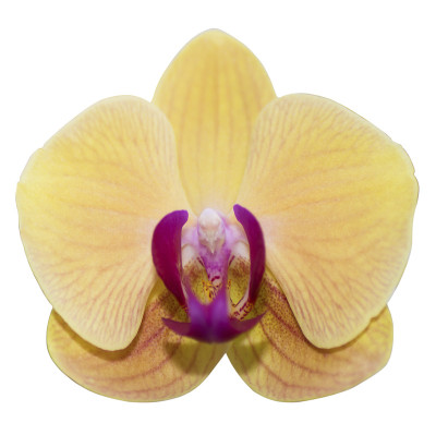 兰花