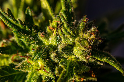 草的特写镜头