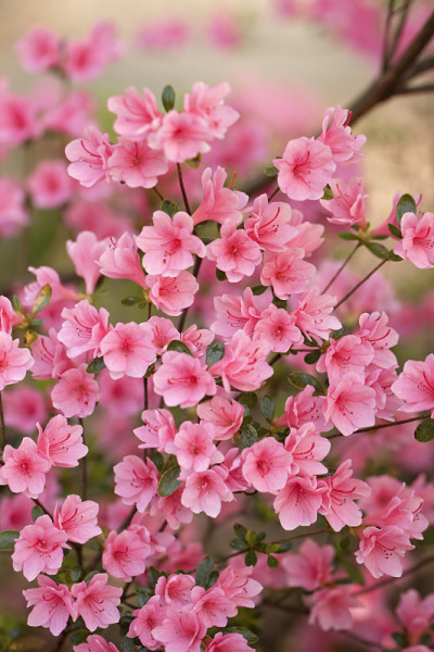 粉红色的杜鹃花