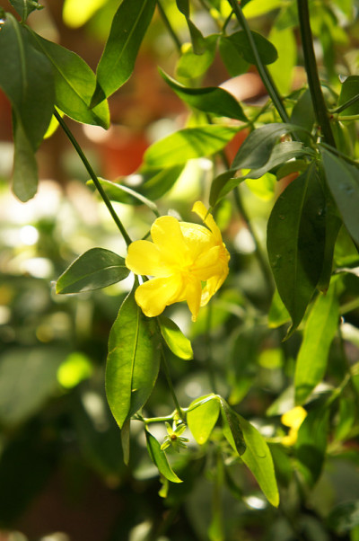 茉莉花或报春花或日本茉莉花，花黄色带绿色