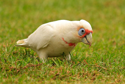 长嘴Corella - Cacatua tenuirostris