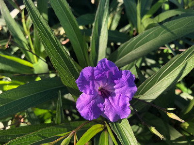 紫色的野生矮牵牛花和绿色的叶子