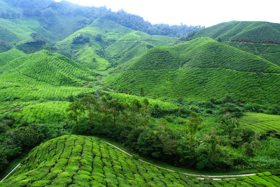 茶园景观