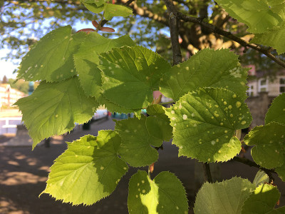 2018年5月，埃克塞特码头上的银酸橙树