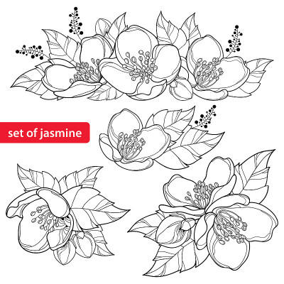 向量集与轮廓茉莉花束，芽和华丽的叶在黑色孤立在白色背景。