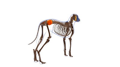 臀中肌狗肌肉解剖医学概念3D