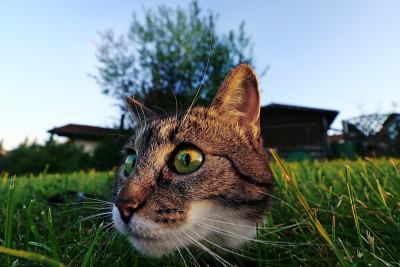 一只猫就在袭击前